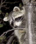 Raccoon 6727